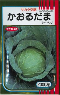 送料無料　[キャベツ]　かおるだま　2000粒　（株）サカタのタネ
