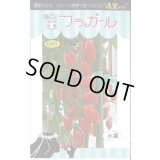 送料無料　[トマト/ミニトマト]　フラガール　8粒　トキタ種苗(株)