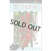 送料無料　[トマト/ミニトマト]　フラガール　8粒　トキタ種苗(株)