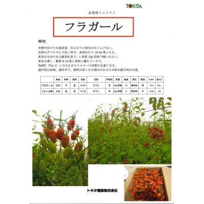 画像2: [トマト/ミニトマト]　フラガール　8粒　トキタ種苗（株）