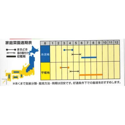 画像2: [トマト/ミニトマト]　シュガリーテール　15粒　ナント種苗（株）