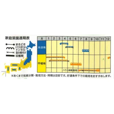 画像2: [メロン]　キューピット　8粒　ナント種苗（株）