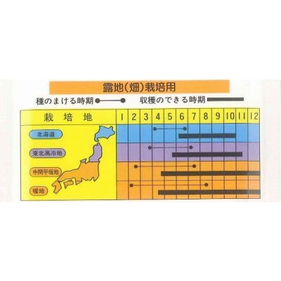 画像2: [キュウリ]　大吉　20粒　　ときわ研究場