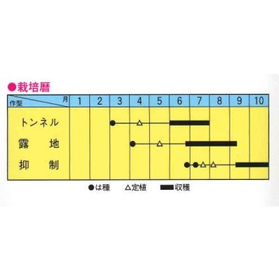 画像2: [瓜類]　白はぐら　3ml（およそ100粒）　トキタ種苗（株）