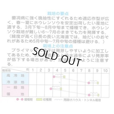 画像3: [ほうれんそう]　ジャスティス　種子サイズ　M　3万粒　（株）サカタのタネ