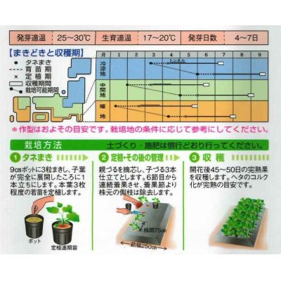 画像2: [かぼちゃ]　ほっこり姫　100粒　タキイ種苗（株）