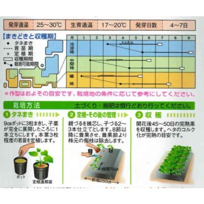 画像3: [かぼちゃ]　ロロン　100粒　タキイ種苗（株）