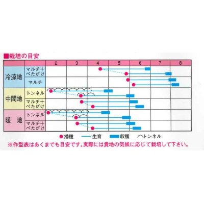 画像2: [大根]　春彩光　130粒　渡辺交配