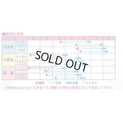 画像2: 送料無料　[大根]　春彩光　1万粒　渡辺農事（株）