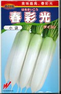 送料無料　[大根]　春彩光　1000粒　渡辺交配