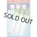 送料無料　[大根]　春彩光　1000粒　渡辺農事（株）