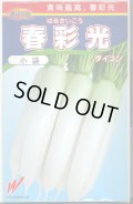 送料無料　[大根]　春彩光　1000粒　渡辺農事（株）