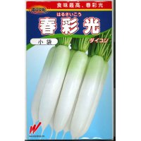 [大根]　送料無料！　春彩光　1万粒　渡辺交配