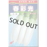 送料無料　[大根]　春彩光　1000粒　渡辺農事（株）