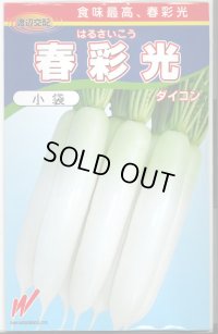送料無料　[大根]　春彩光　130粒　渡辺農事（株）