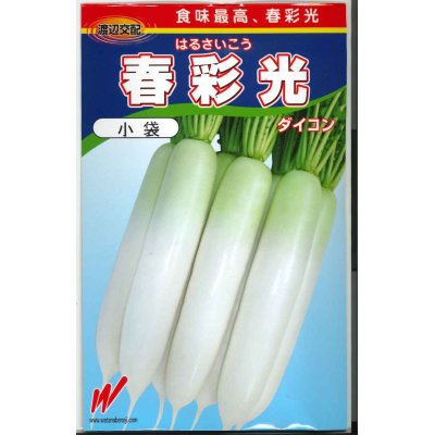 画像1: [大根]　送料無料！　春彩光　1万粒　渡辺交配