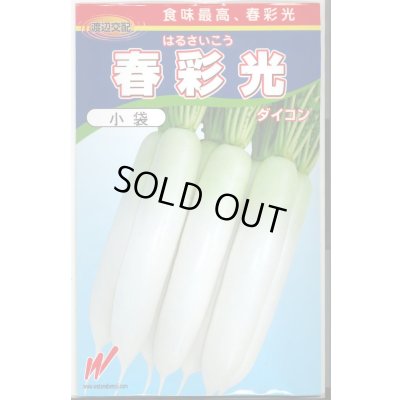 画像1: 送料無料　[大根]　春彩光　1万粒　渡辺農事（株）