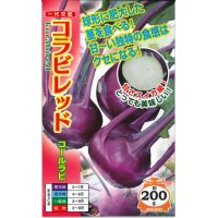 [キャベツ]　コールラビ　コラビレッド　60粒　ナント種苗（株）