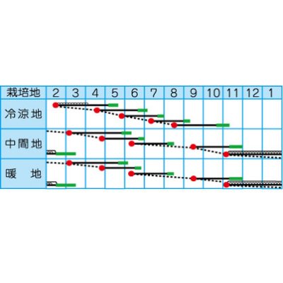 画像3: [大根]　四季まさり　2ml　（株）タカヤマシード