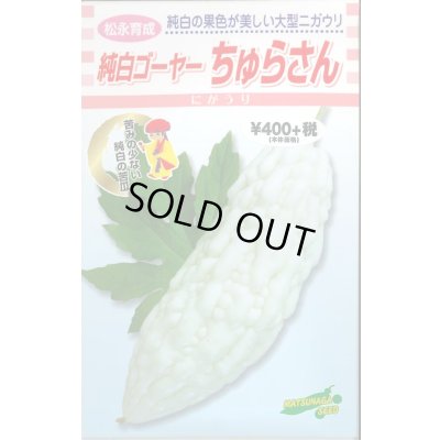 画像1: 送料無料　[ゴーヤ]　純白ゴーヤー　ちゅらさん　7粒　松永種苗(株)
