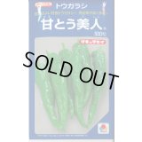 送料無料　[とうがらし]　甘とう美人　500粒　タキイ種苗(株)