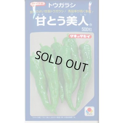 画像1: 送料無料　[とうがらし]　甘とう美人　500粒　タキイ種苗(株)