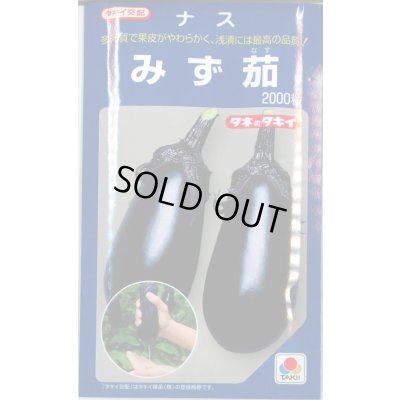 画像1: 送料無料　[なす]　みず茄子　2000粒　タキイ種苗(株)