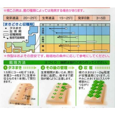画像2: 送料無料　[かぶ]　京千舞　2.2ml　タキイ種苗(株)　RF