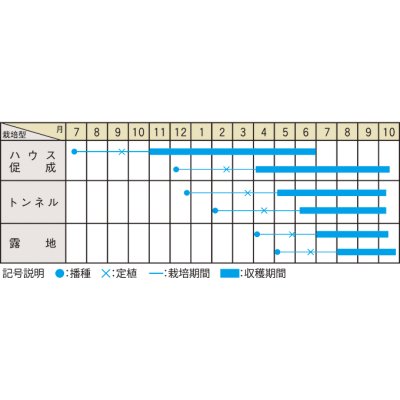 画像3: [なす]　しずる茄子　50粒　大和農園