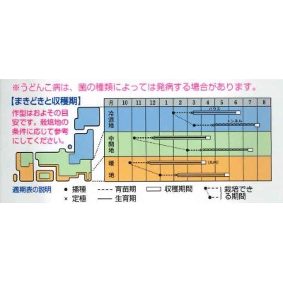 画像2: [メロン]　レノンハート　100粒　タキイ種苗