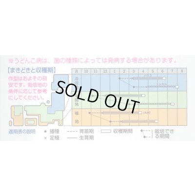 画像2: 送料無料　[メロン]　レノンハート　100粒　タキイ種苗