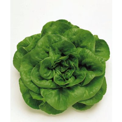 画像2: 送料無料　[葉物]　サラダナ　岡山サラダ菜　1.4ml　タキイ種苗(株)　GF