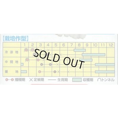 画像4: [ねぎ] 一翠太 20ml カネコ種苗（株）