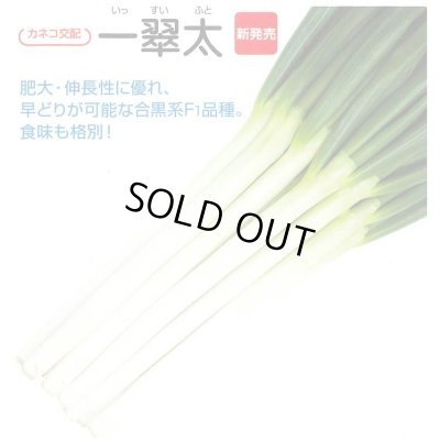 画像3: [ねぎ] 一翠太 20ml カネコ種苗（株）