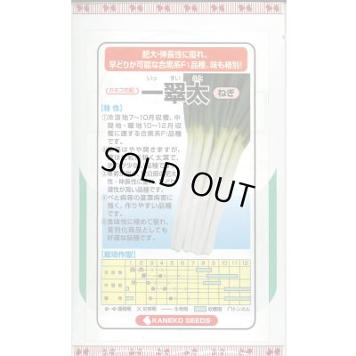 画像1: [ねぎ] 一翠太 20ml カネコ種苗（株）