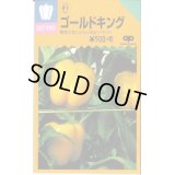 送料無料　[ピーマン]　カラーピーマン　ゴールドキング　15粒　中原採種場(株)