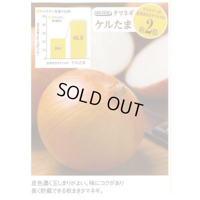 画像6: 送料無料　[たまねぎ]　ケルたま　4.5ml　(約390粒)タキイ種苗(株)　DF