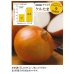 画像6: 送料無料　[たまねぎ]　ケルたま　20ml　タキイ種苗(株)