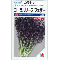 [葉物]　からしな　　コーラルリーフフェザー　20ml　　タキイ種苗