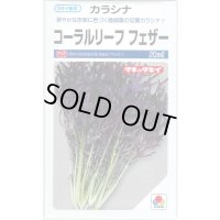 からしな コーラルリーフフェザー 20ml タキイ種苗