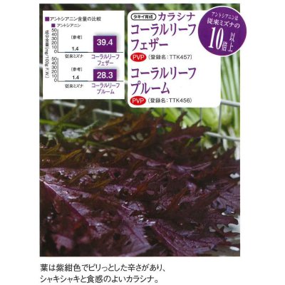 画像3: 送料無料　からしな　コーラルリーフフェザー　20ml　タキイ種苗