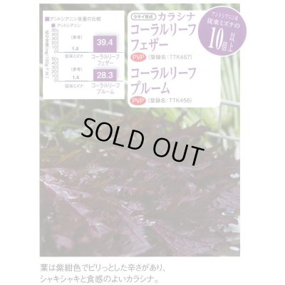 画像3: 送料無料　からしな　コーラルリーフフェザー　2dl　タキイ種苗（株）