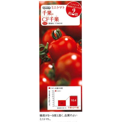 画像3: 送料無料 [トマト/ミニトマト] CF千果 1000粒 貴種(コートしてません) タキイ種苗(株)