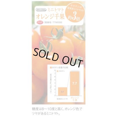 画像3: 送料無料　[トマト/ミニトマト]　オレンジ千果 　1000粒　タキイ種苗(株)