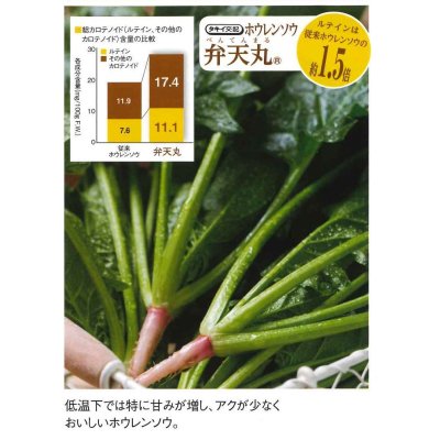 画像5: 送料無料　[ほうれんそう]　弁天丸　40ml　タキイ種苗　RF