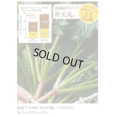 画像5: [ほうれんそう] 弁天丸 3万粒(Mサイズ) タキイ種苗
