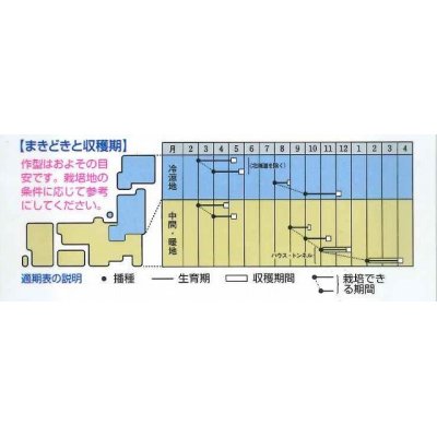 画像2: [葉物]　からしな　　コーラルリーフフェザー　20ml　　タキイ種苗