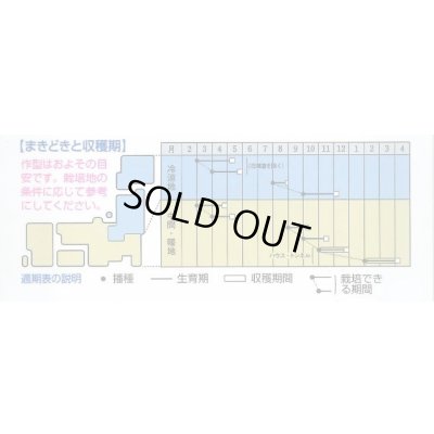 画像2: 送料無料　からしな　コーラルリーフフェザー　2dl　タキイ種苗（株）