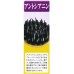 画像5: [葉物]　からしな　　コーラルリーフフェザー　6ml　タキイ種苗（株）GF