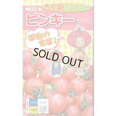 画像1: 送料無料　[トマト/ミニトマト]　ピンキー　500粒　ナント種苗(株)